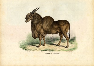 Eland, 1863-79 - Raimundo Petraroja